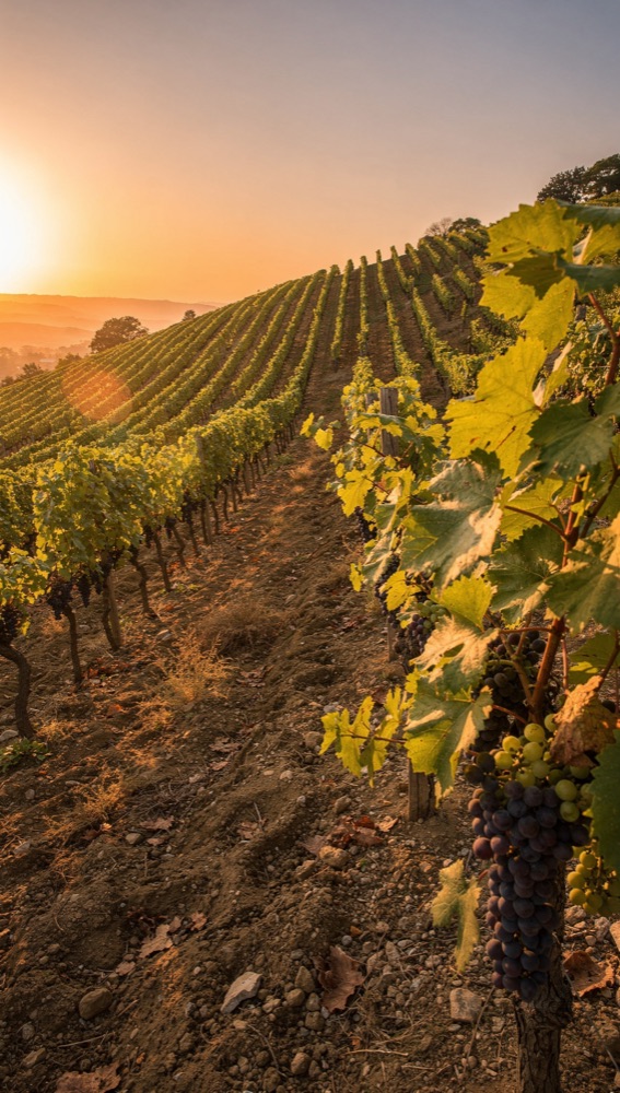 La vigne